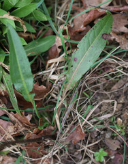 Rumex crispus crispus