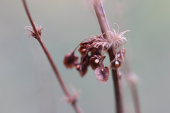 Rumex crispus crispus