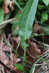 Rumex crispus crispus