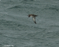 Puffinus mauretanicus