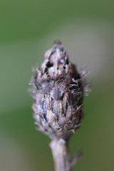 Centaurea decipiens