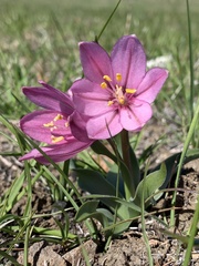 Fritillaria pluriflora