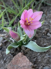 Fritillaria pluriflora