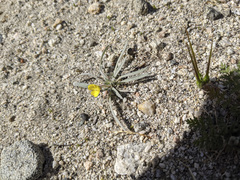 Camissoniopsis pallida