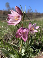 Fritillaria pluriflora
