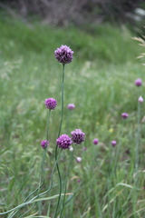 Allium erubescens