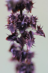 Rumex obtusifolius obtusifolius