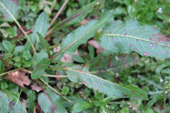 Rumex obtusifolius obtusifolius