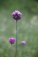 Allium erubescens