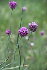 Allium erubescens