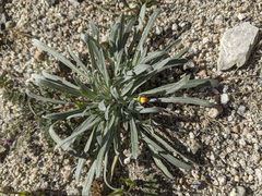 Camissoniopsis pallida