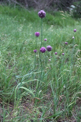 Allium erubescens
