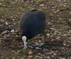 Fulica atra