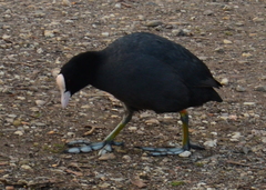 Fulica atra