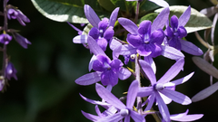 Petrea volubilis