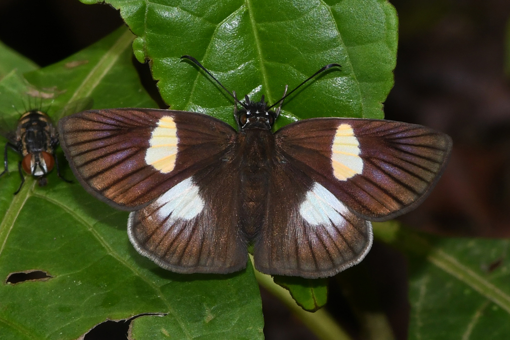 Hirta Skipper