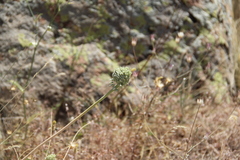 Allium dictyoprasum