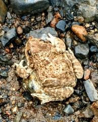 Pleurodema bufoninum