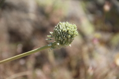Allium dictyoprasum