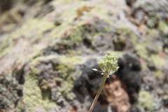 Allium dictyoprasum