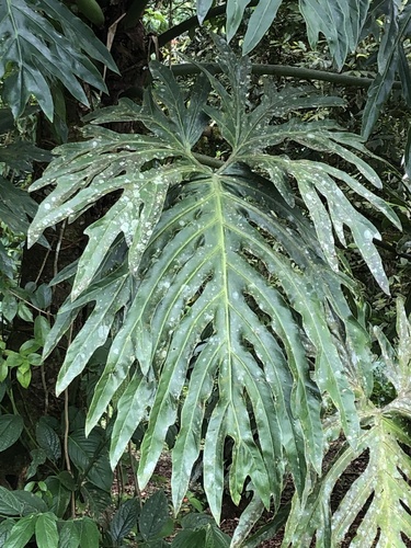 Philodendron distantilobum  iNaturalist