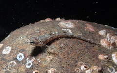 Odontopyxis trispinosa