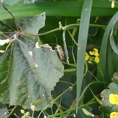 Reuterista instabilis