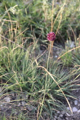 Allium fuscoviolaceum
