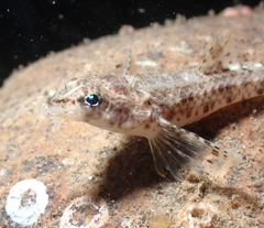 Odontopyxis trispinosa