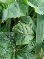 Reuterista instabilis