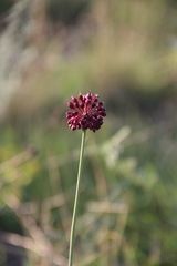 Allium fuscoviolaceum