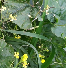 Reuterista instabilis