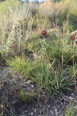 Allium fuscoviolaceum