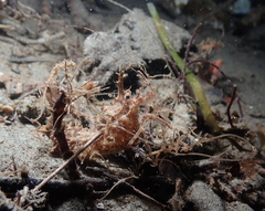 Paracrangon echinata