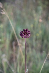 Allium fuscoviolaceum