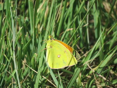 Colias aurorina