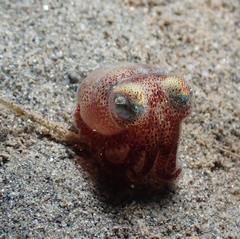Rossia pacifica