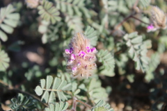 Dalea mollis