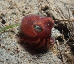 Rossia pacifica