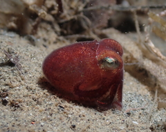 Rossia pacifica