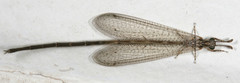 Peruveleon dorsalis