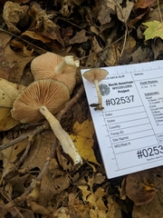 Entoloma