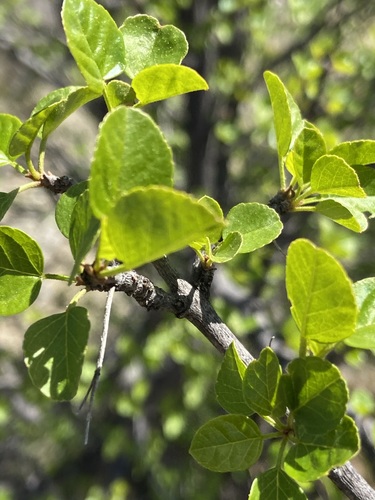 chaparral ash