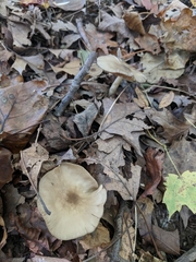 Entoloma