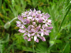 Allium decipiens