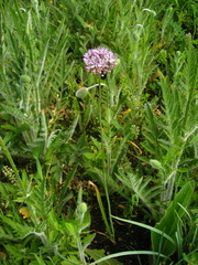 Allium decipiens