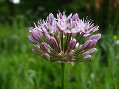 Allium decipiens