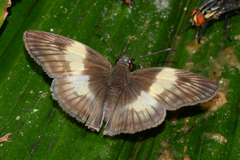 Potamanaxas effusa