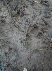 Tapirus terrestris