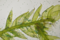 Plagiothecium piliferum